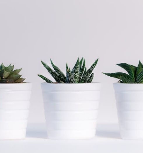 Plants - Three Green Assorted Plants in White Ceramic Pots