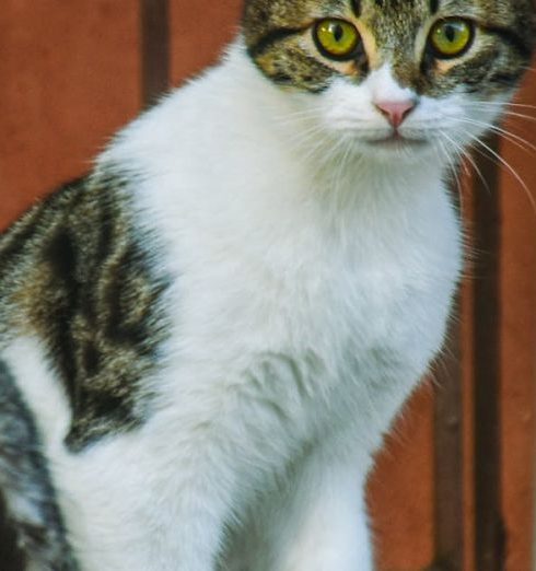 Pet Gates - Cats on Thrash Bin