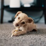 Carpet - Photo of Puppy Lying on Carpet