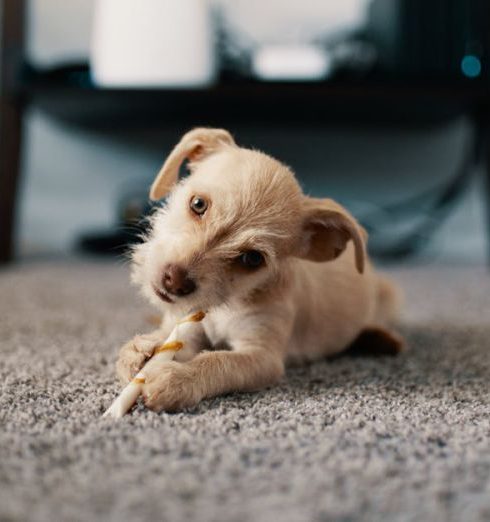 Carpet - Photo of Puppy Lying on Carpet