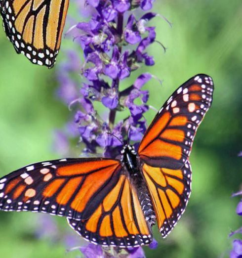 Butterflies - Macro Photography of Butterflies Perched on Lavender Flower