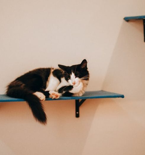 Pet Beds - Cat Relaxing on a Shelf