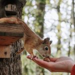 Feeding Stations - A Person Feeding a Brown Squirrel