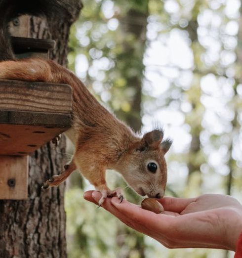 Feeding Stations - A Person Feeding a Brown Squirrel