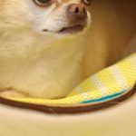 Pet Nook - White Chihuahua