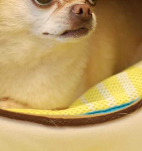 Pet Nook - White Chihuahua