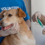 Kennels - A Volunteer Person Holding a Brown Dog