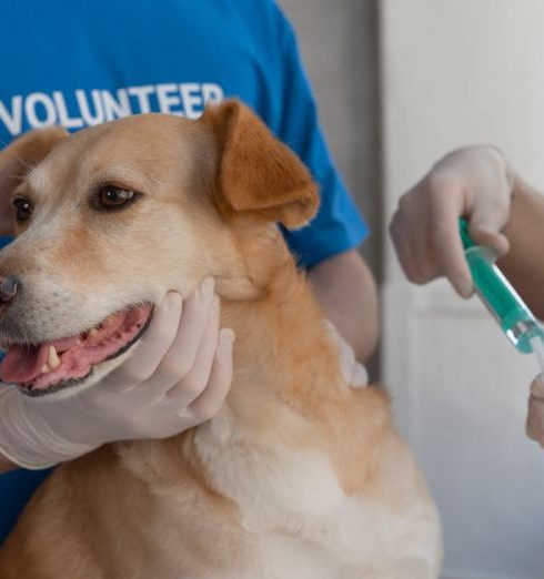 Kennels - A Volunteer Person Holding a Brown Dog