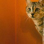 Cat Space - Kitten Standing on Windowsill Peeking from behind Curtain