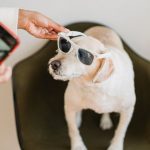 Pet Entertainment - From above of crop anonymous black woman with mobile phone putting on sunglasses on Labrador Retriever while preparing for shooting