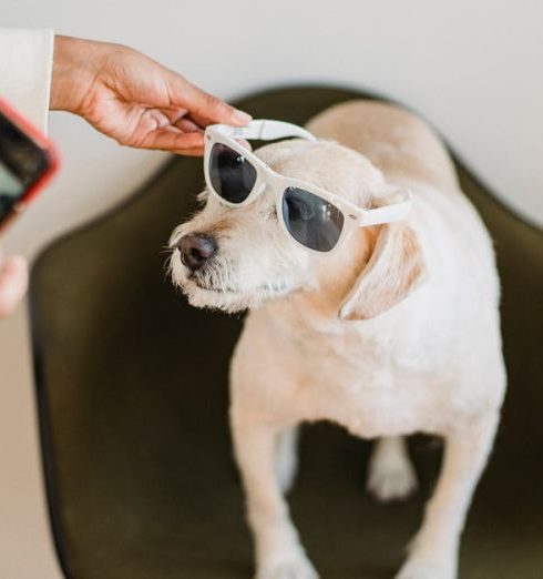 Pet Entertainment - From above of crop anonymous black woman with mobile phone putting on sunglasses on Labrador Retriever while preparing for shooting