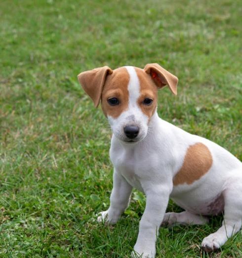 Pet Stains - Adorable Jack Russell Terrier Puppy on a Lawn