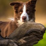 Smart Locks - Close up of Border Collie