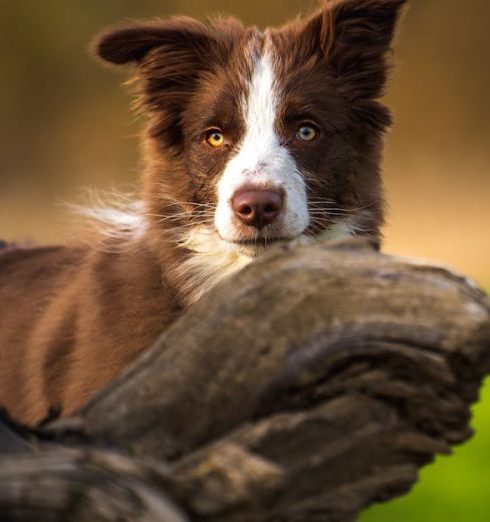 Smart Locks - Close up of Border Collie