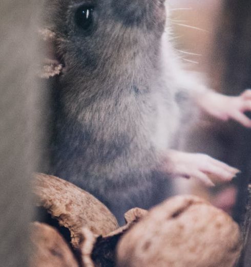 Pests - Soft Focus of Mice through Walls