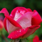 Flowers - Close Photography of Red and Pink Rose