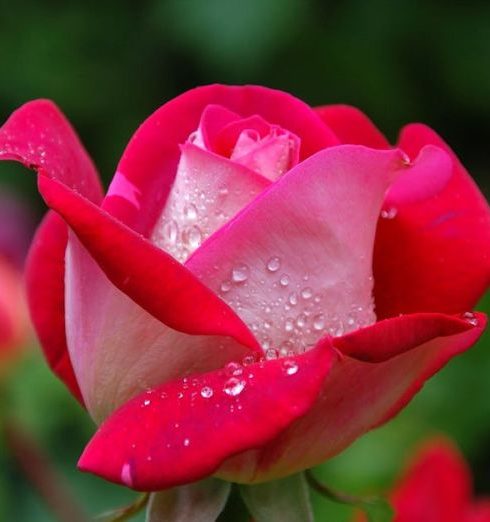 Flowers - Close Photography of Red and Pink Rose