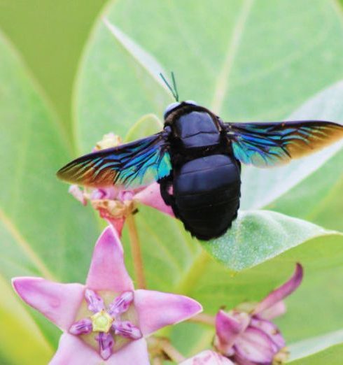 Pollinator Garden - A vivid carpenter bee pollinates a striking pink tropical flower with lush green leaves.