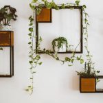 Wall-Mounted Shelves - Arrangement of Houseplants on Shelves on the Wall