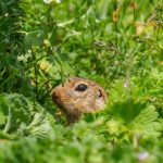 Small Closets - The European ground squirrel (Spermophilus citellus), also known as the European souslik, is a species from the squirrel family, Sciuridae.