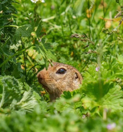 Small Closets - The European ground squirrel (Spermophilus citellus), also known as the European souslik, is a species from the squirrel family, Sciuridae.