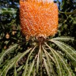 Vertical Gardening - Banksia Western Australia