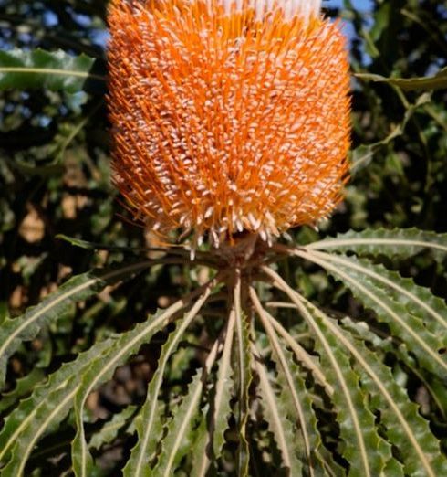 Vertical Gardening - Banksia Western Australia