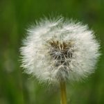 Weeds - White Dandelion