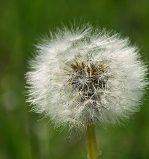 Weeds - White Dandelion