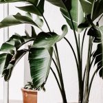 Plants - Green Indoor Plants