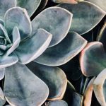 Xeriscaping - Green Succulent Plants