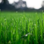 Lawn - Shallow Focus Photography of Green Grasses during Daytime