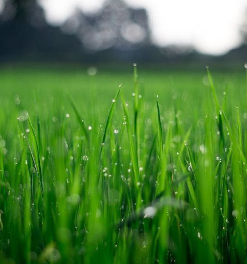 Lawn - Shallow Focus Photography of Green Grasses during Daytime