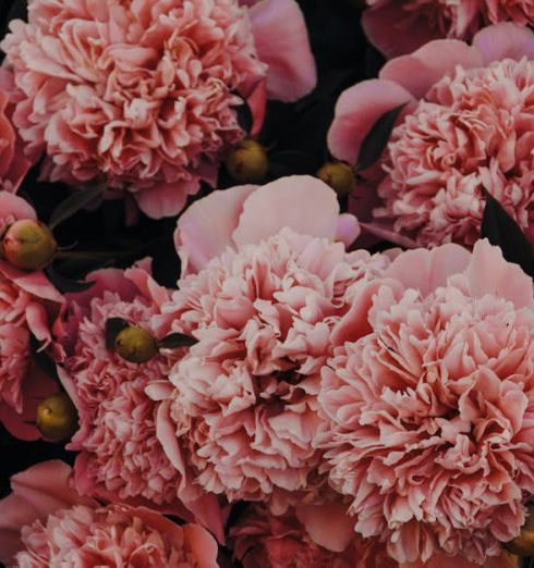 Mulch - Pink Carnations