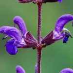 Wildlife Garden - Detailed shot of a purple salvia flower with blurred green background.