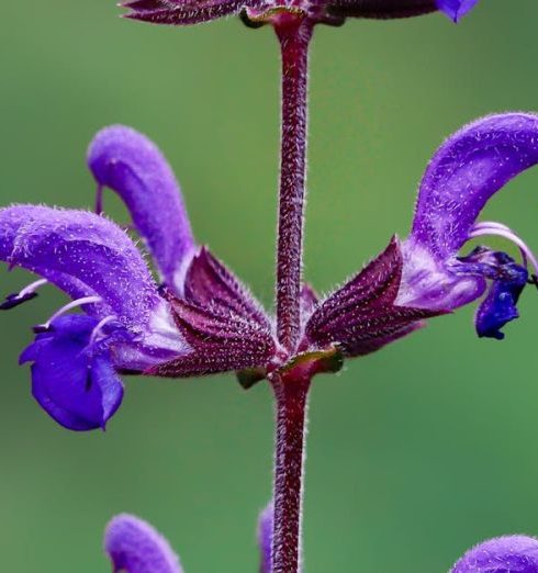 Wildlife Garden - Detailed shot of a purple salvia flower with blurred green background.