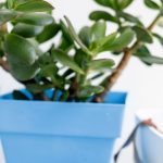 Container Plants - Wooden Paperclips Next to a Plant in a Pot