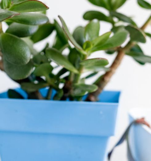 Container Plants - Wooden Paperclips Next to a Plant in a Pot