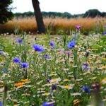 Flower Meadow - Selective Focus Photo of Blue and White Flowers Field