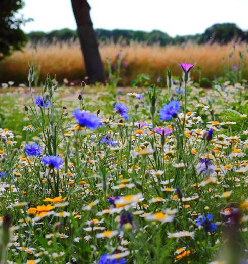 Flower Meadow - Selective Focus Photo of Blue and White Flowers Field