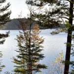 Perennial Plants - Free stock photo of forest, france, lake