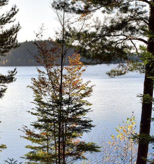 Perennial Plants - Free stock photo of forest, france, lake