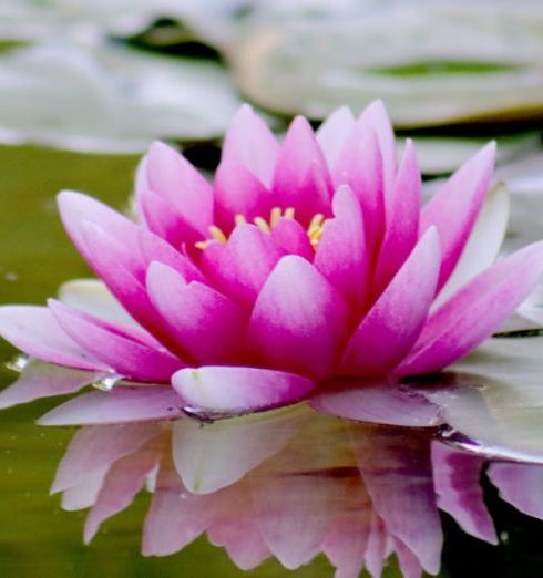 Zen Garden - Pink Water Lily Flower on Water