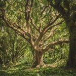 Trees - Green Leafed Tree