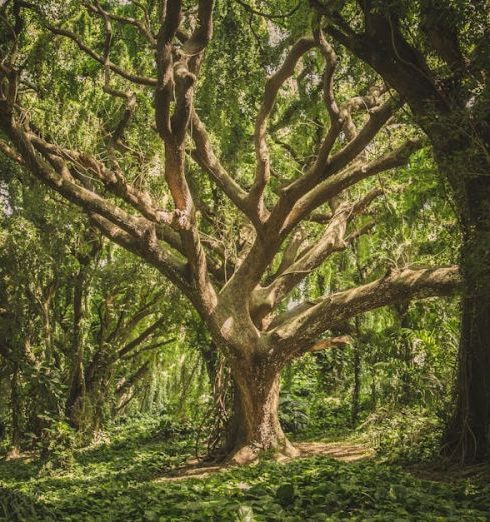 Trees - Green Leafed Tree