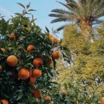 Mediterranean Garden - Free stock photo of andalucia, andalusia, architecture