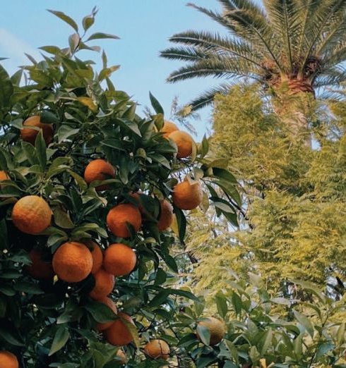 Mediterranean Garden - Free stock photo of andalucia, andalusia, architecture