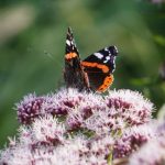 Pollinators - Close-up of a Red Admiral butterfly (Vanessa atalanta) on vibrant wildflowers.