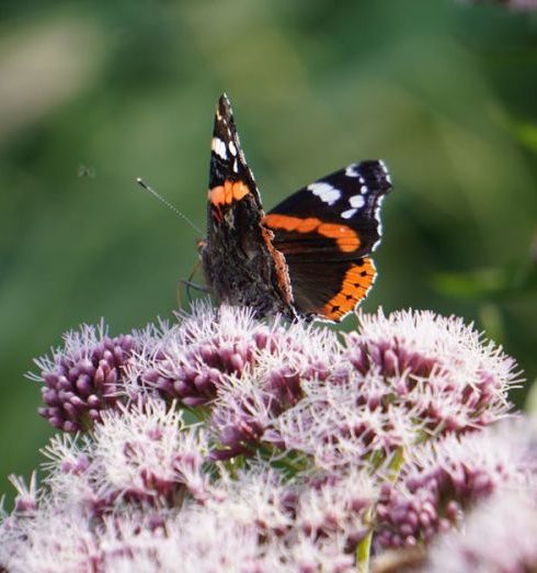 Pollinators - Close-up of a Red Admiral butterfly (Vanessa atalanta) on vibrant wildflowers.