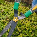 Pruning - From above of unrecognizable gardener with pruner shear standing near green plant while working in agriculture field during seasonal work